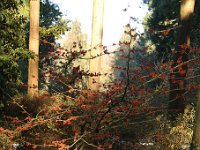 Hamamelis Aphrodite 2015 02 07 3002